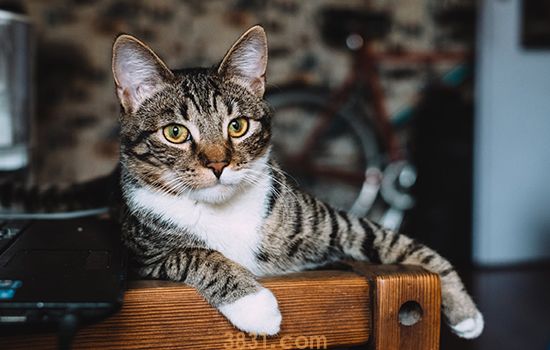 猫吐了是什么原因 猫呕吐原因最全分析(图1)