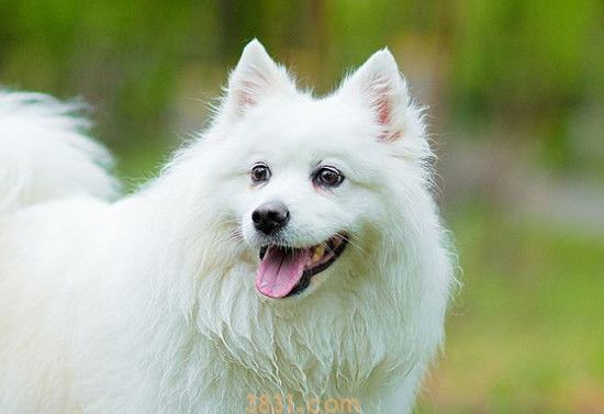 银狐犬价格多少钱一只(图1)