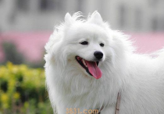 银狐犬幼犬多少钱一只(图1)