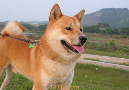 柴犬什么颜色贵(图1)