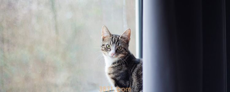 猫吐了是什么原因 猫呕吐原因最全分析(图3)
