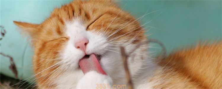 买了鸡胸肉怎么做给猫吃 如何正确的做鸡胸肉给猫吃(图1)