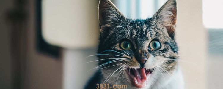 猫咪对主人哈气往死打 只会让猫咪越来越远离你!(图1)