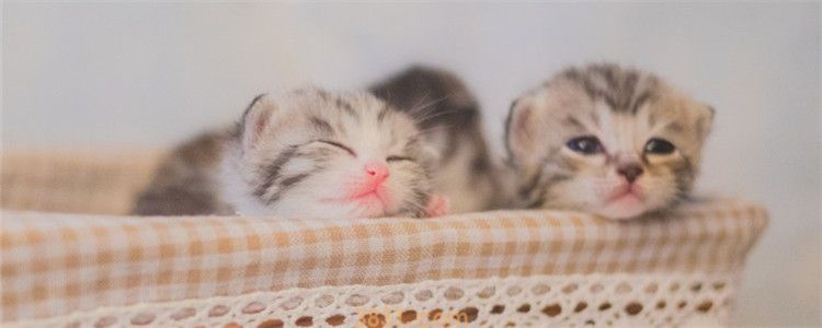 母猫流产怎么办 最好带猫咪及时就医(图1)