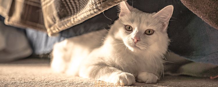 猫可以用闪光灯拍照吗 会伤害猫咪的视力吗(图1)