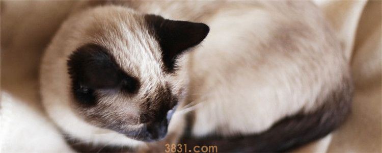怎么抱暹罗猫 教你如何正确的抱喵主子(图1)