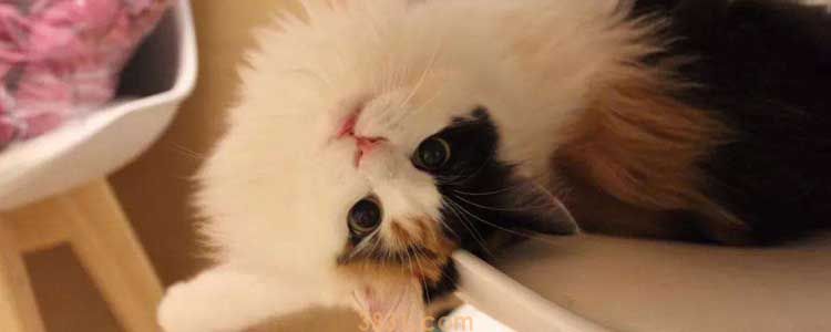 被咖猫抓伤咋办 要不要打针?(图1)
