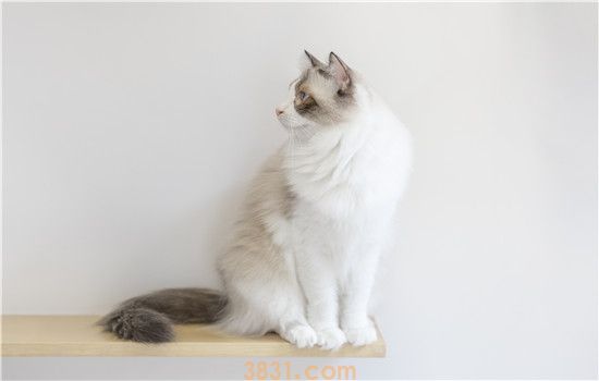 猫瘟好转的症状是什么 一定要密切观察猫咪哦!(图1)