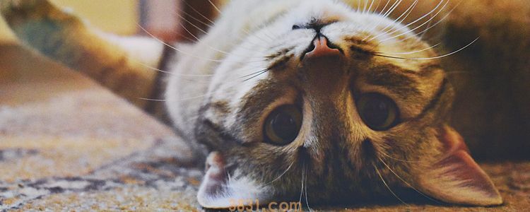不出血被猫抓脱一点皮 需要注射狂犬疫苗吗?(图1)