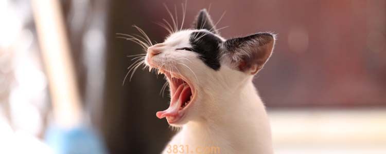被猫抓了肿了个小包 伤口处理要及时!(图1)