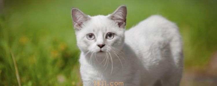 猫皮肤病一直不好怎么办 那就是猫藓导致的了(图1)