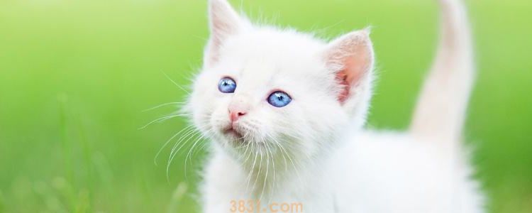 晚上可以和猫一起睡吗 和猫一起睡觉有什么影响(图1)