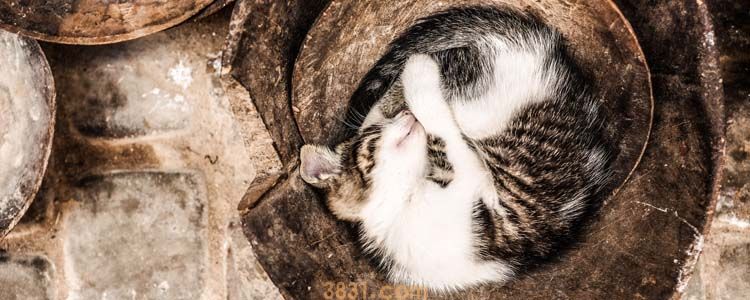 猫总是跑出去怎么办 是时候放大招了!(图1)