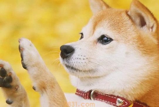 柴犬价格是多少钱(图1)