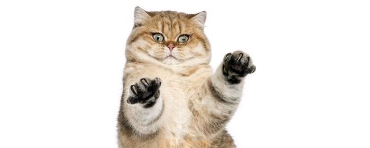 被猫抓了有划痕鼓起来很痒 如何紧急处理将风险降到最低(图3)
