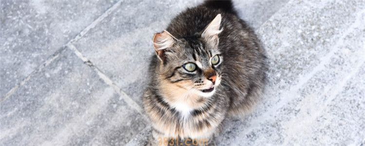 小猫外出用带猫砂吗 带不带猫砂取决于外出时间长短(图1)