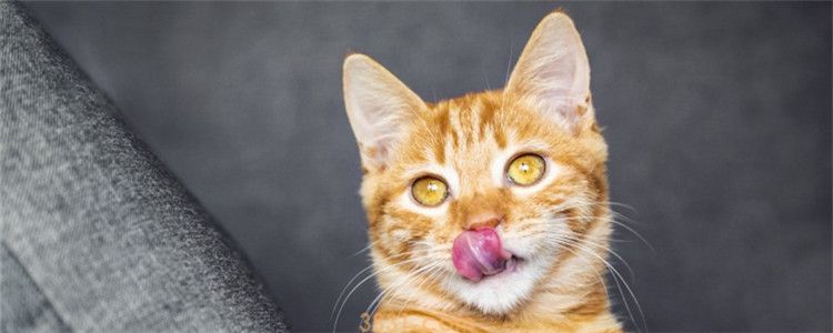 猫可以尝出味道吗 猫咪也是有味觉的好咩(图1)