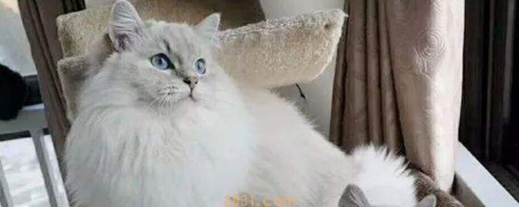 被猫抓了一下红色划痕要打针吗 这些前提要知道!(图2)