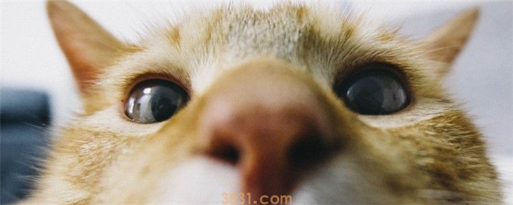 小猫外出鼻子会干吗 猫咪鼻子干不一定是生病(图1)