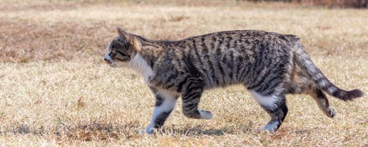 小猫外出回来后腿无力肚子大 猫咪可能得了传腹(图1)