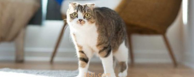 被猫抓然后鼓起来了 要打狂犬疫苗吗?(图3)