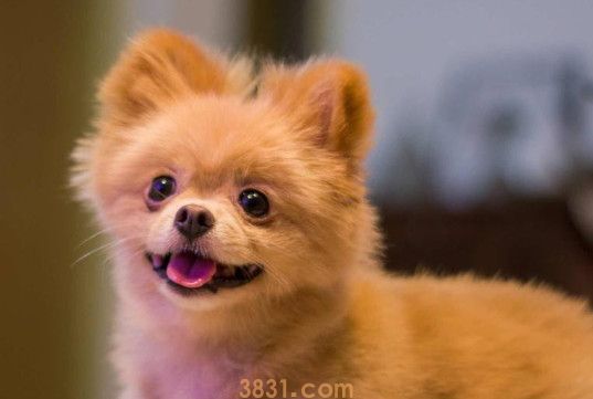 哈多利系博美犬多少钱一只(图1)