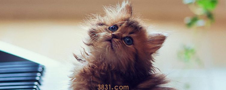 被猫抓了有划痕鼓起来需要打针吗 打针前还要做的事!(图1)