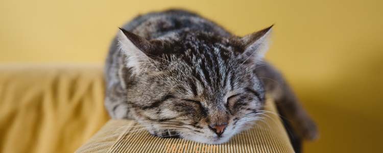 猫咬完人为什么会死掉 一定就是狂犬病吗?(图1)