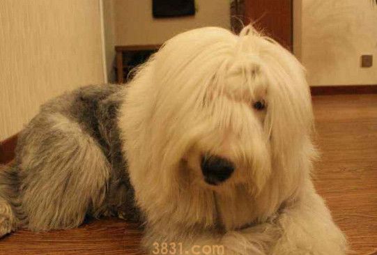 古牧幼犬价格大概多少(图1)