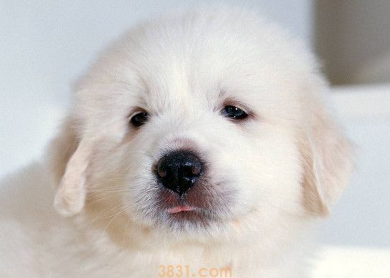 大白熊犬的价格是多少(图1)