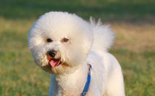 比熊犬一般多少钱一只(图1)