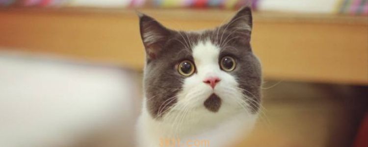 被猫咖的猫咬出血了 需要打疫苗吗?(图1)