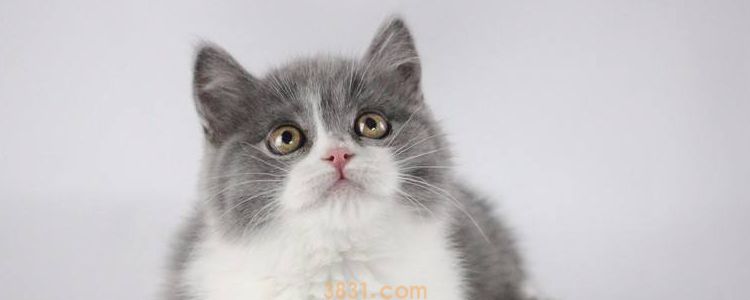 猫儿抓破皮要打针吗 央视官方解释狂犬疫苗接种(图2)