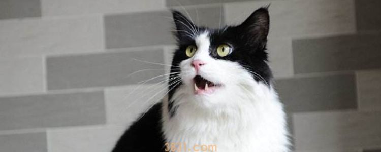 被猫抓了鼓了一条怎么办 比起疫苗更重要的事情(图3)
