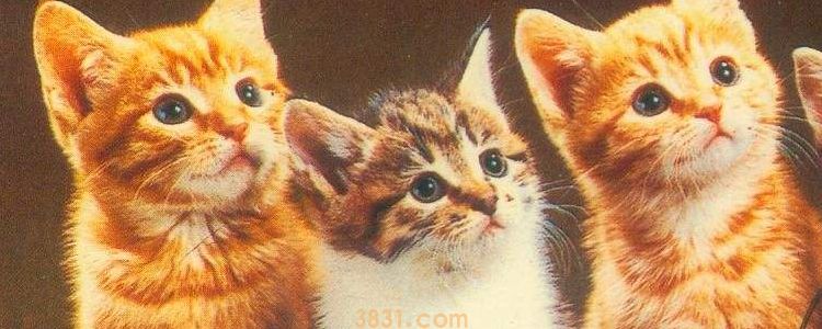 被猫抓了有划痕鼓起来怎么办 需要打针吗?(图1)