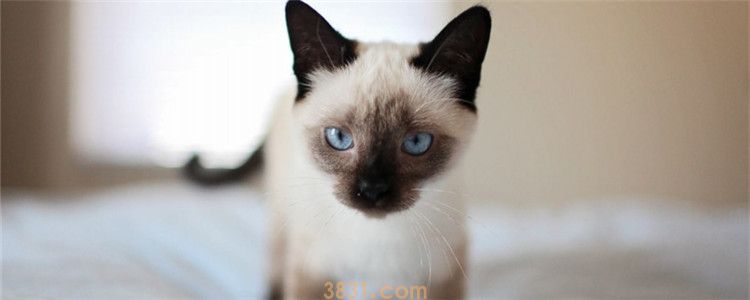 秋天猫会发情吗(图1)