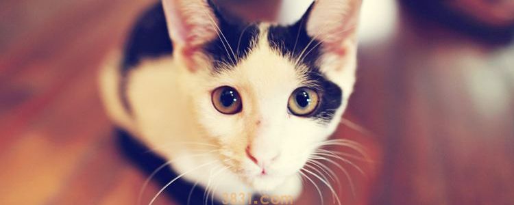 被猫咖的猫抓了有事吗 需要打针吗?(图4)