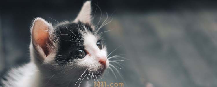 被猫抓了痒有包 可能是过敏反应!(图1)