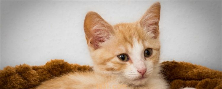 三个月的小猫可以吃蛋黄吗 该怎么给小猫喂食蛋黄(图1)