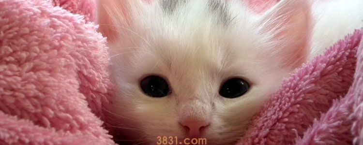 被小猫抓伤了要紧吗 别动不动就联想到狂犬病!(图3)