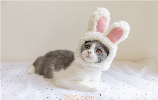 一个月的小猫可以吃蛋黄吗 不推荐哦!(图1)