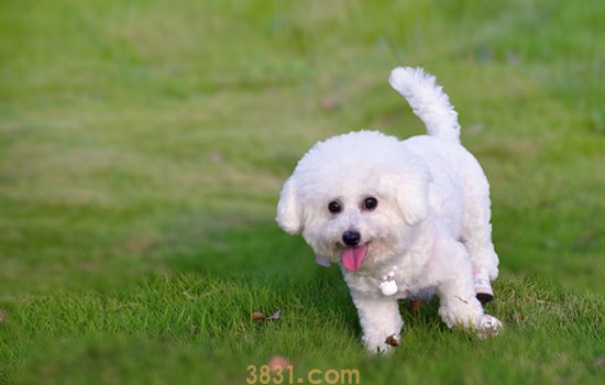 小熊犬是什么狗 小熊犬是什么狗串的(图1)