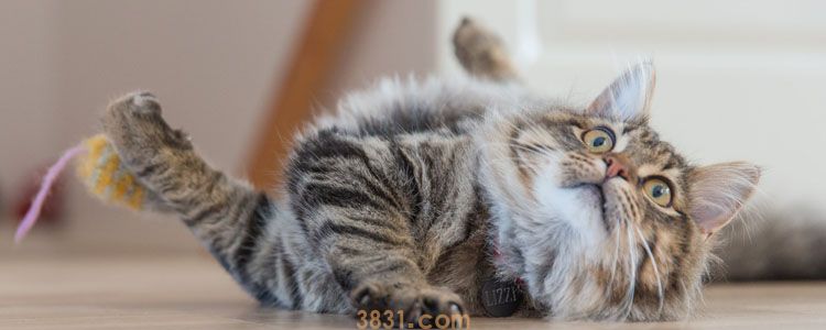 猫隔着裤子咬破了表皮 需要打狂犬疫苗吗?(图3)