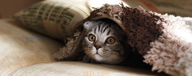 猫隔着裤子抓出血印子 会患狂犬病吗?(图3)