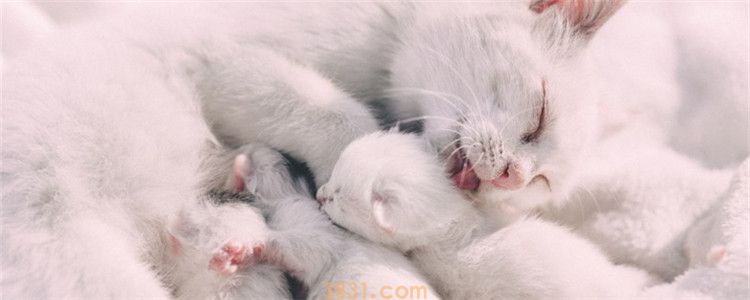 三个月的小猫会自己排便吗 猫咪不会自主排便怎么办(图1)