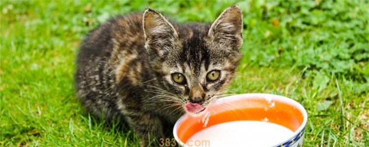两个月的小猫可以出猫粮吗 良好的进食习惯要从小养成(图1)