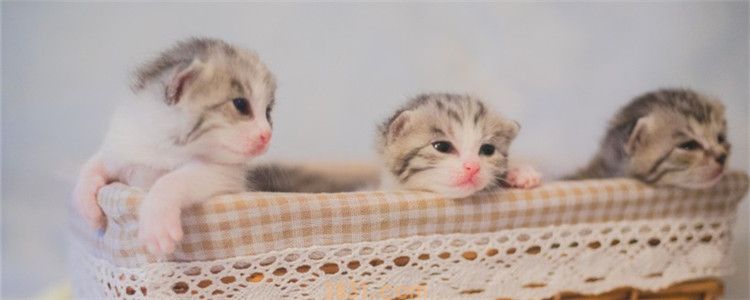 两个月的小猫会自己拉屎吗 教小猫定点排泄要耐心(图1)