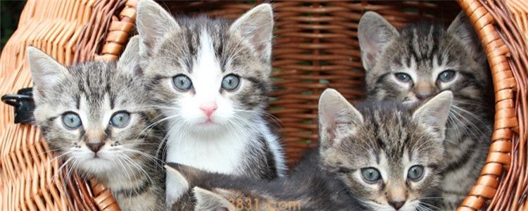 两个月的小猫会自己排便吗 小猫会排便后可以教它使用猫砂(图1)
