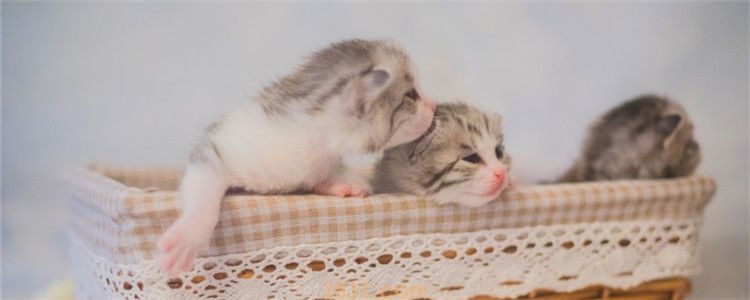 一个月的小猫可以出猫粮吗 幼猫最好还是喂羊奶粉(图1)