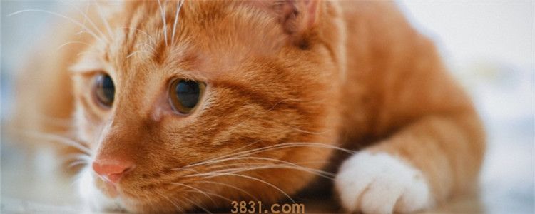 猫秋天可以剃毛吗 猫的毛发能够帮它抵御寒冷(图1)